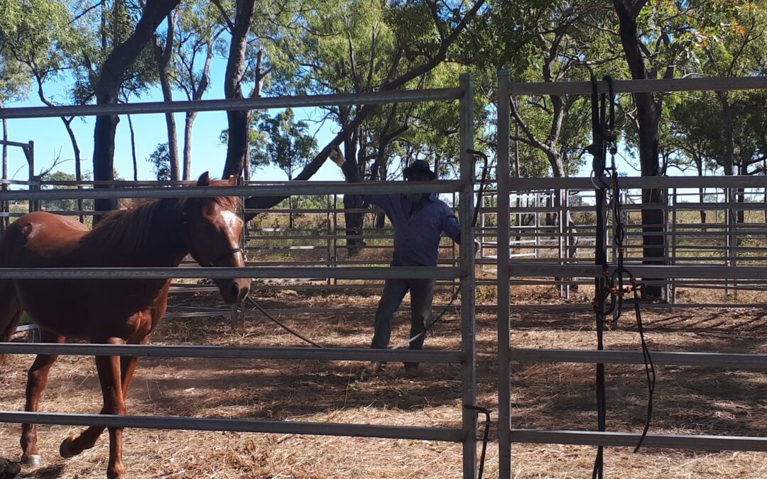 REHOMING OF UNCLAIMED HORSES – EXPRESSIONS OF INTEREST