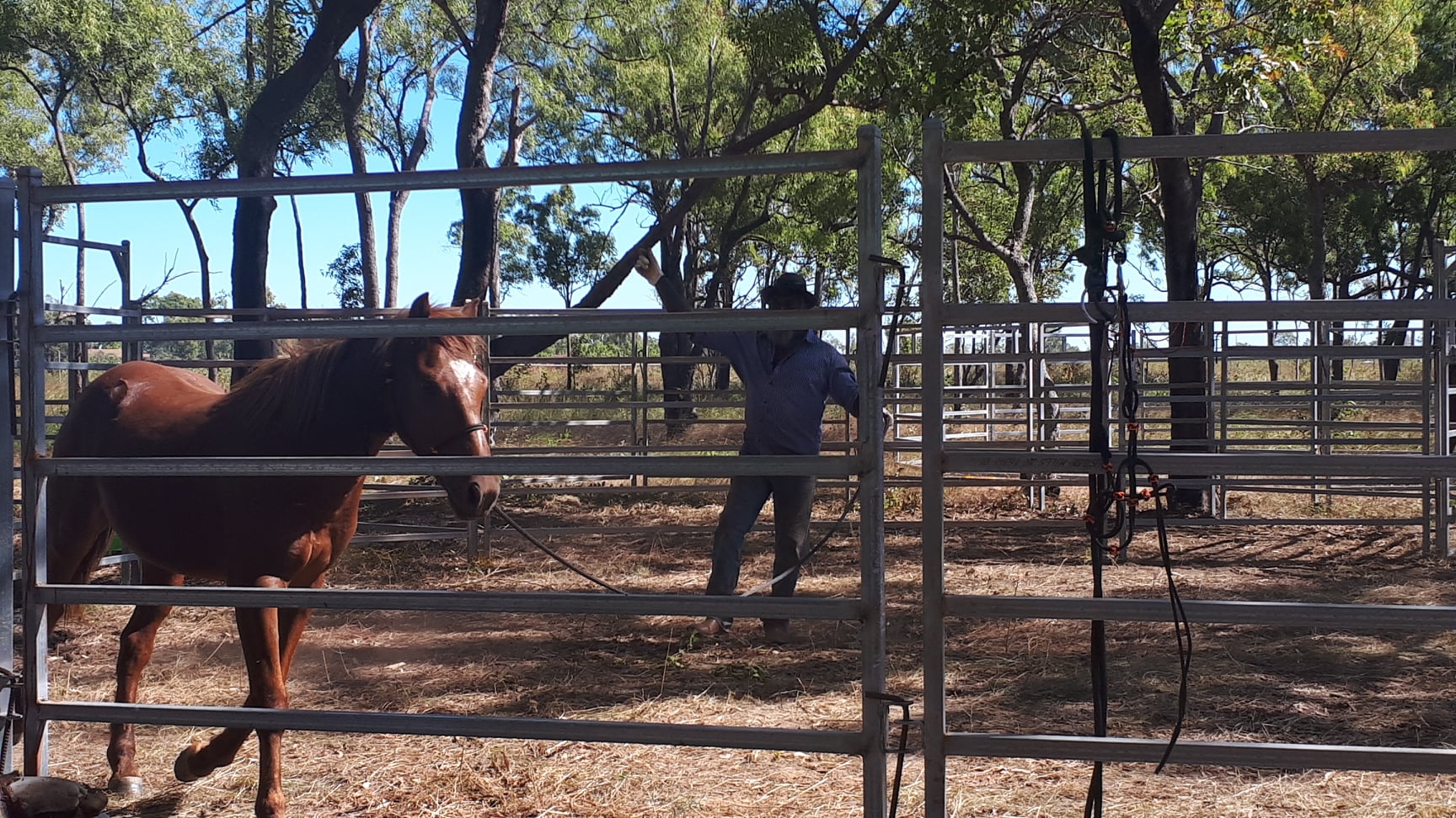 REHOMING OF UNCLAIMED HORSES – EXPRESSIONS OF INTEREST