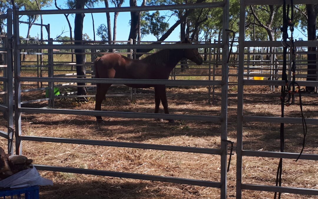 COMMUNITY NOTICE – WANDERING HORSES