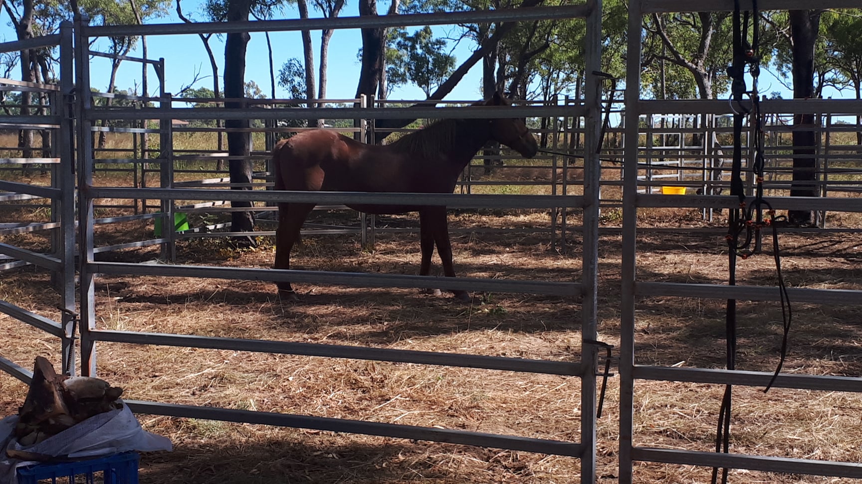 COMMUNITY NOTICE – WANDERING HORSES